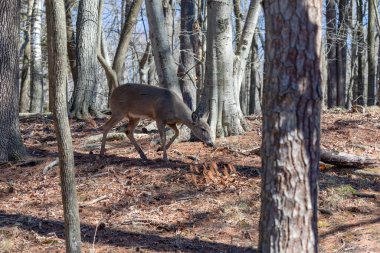  Beyaz kuyruklu geyik (Odocoileus virginianus), beyaz kuyruklu geyik veya Virginia geyiği olarak da bilinir.