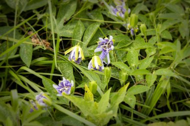 Serial. One of the photos creeping lianas Purple Passionflower (Passiflora incarnata) showing its exotic bloom and unripe green fruit.