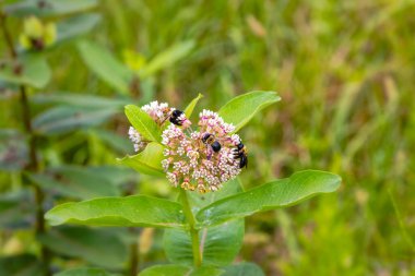 Seri katil. Marangoz arısı (Xylocopa) ve çiçek açan yosun çiçekleri (Asclepias syriaca) hakkındaki fotoğraflardan biri.