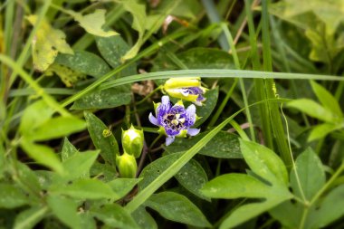 Mor Tutku Çiçeği (Passiflora incarnata) egzotik çiçeğini ve olgunlaşmamış yeşil meyvesini gösterir.