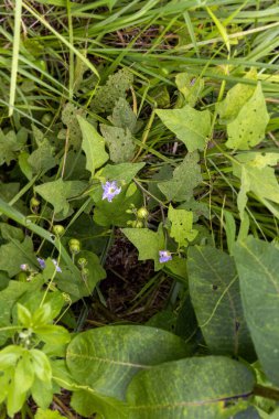 Yeşil meyve ve yapraklı horsenettle bitkisi (Solanum carolinense)