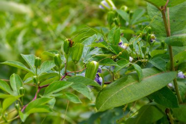 Mor Tutku Çiçeği (Passiflora incarnata) egzotik çiçeğini ve olgunlaşmamış yeşil meyvesini gösterir.