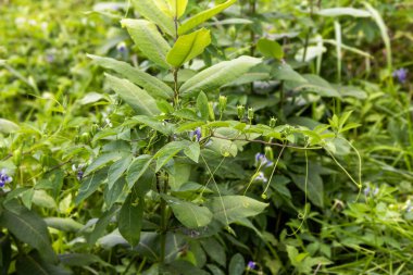 Mor Tutku Çiçeği (Passiflora incarnata) egzotik çiçeğini ve olgunlaşmamış yeşil meyvesini gösterir.