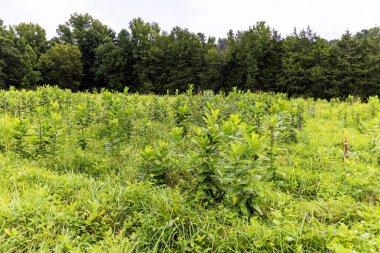 Büyük çayır yosunlarla kaplıydı.
