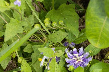 Yeşil yaprakların arasında olgunlaşmamış yeşil meyveler, zehirli vahşi Solanaceae türleri, doğal yaşam alanları olan Horsenettle bitkisi.,