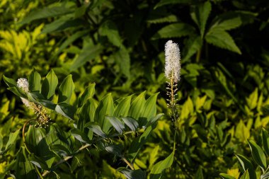 Black snakeroot (Actaea racemosa) known as the black cohosh, black bugbane or fairy candle. Plant native to eastern North America.