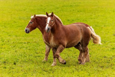 Güzel, ağır, ağır yük taşımak için kullanılan büyük bir at.,