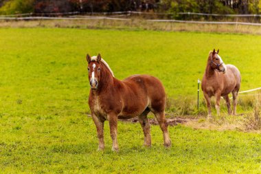 Güzel, ağır, ağır yük taşımak için kullanılan büyük bir at.,
