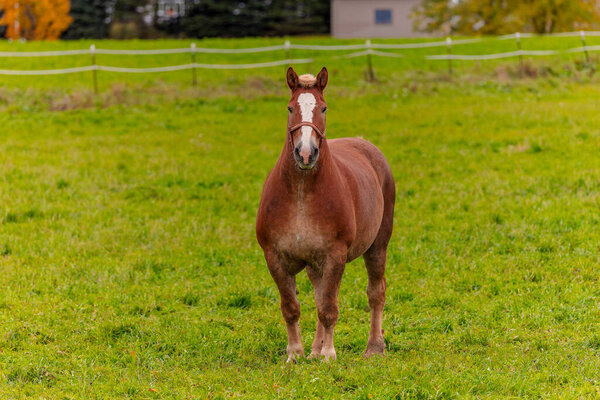 Красивая тяжелая лошадь, большая лошадь, используемая для погрузки тяжелых грузов,