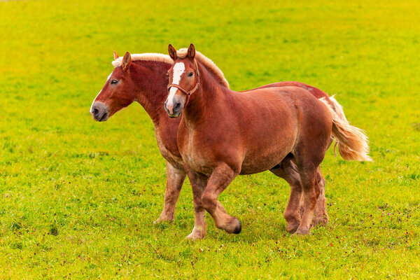 Красивая тяжелая лошадь, большая лошадь, используемая для погрузки тяжелых грузов,