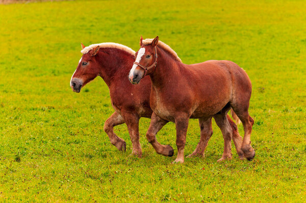 Красивая тяжелая лошадь, большая лошадь, используемая для погрузки тяжелых грузов,