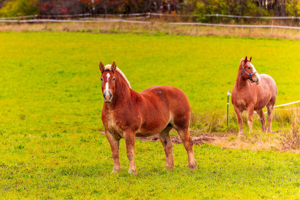 Красивая тяжелая лошадь, большая лошадь, используемая для погрузки тяжелых грузов,