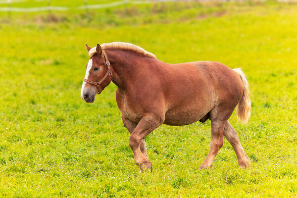 Красивая тяжелая лошадь, большая лошадь, используемая для погрузки тяжелых грузов,