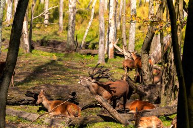 Avrupa kızıl geyiği tekdüze,