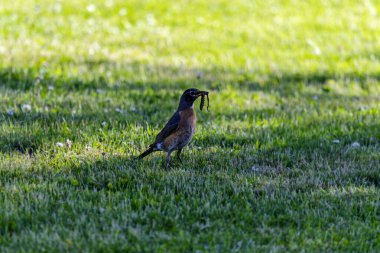 Amerikan bülbülü (Turdus migratorius) parkta yiyecek arar. Amerikan bülbülü Kuzey Amerika 'nın en bol bulunan kuşudur.