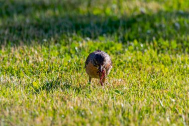 Amerikan bülbülü (Turdus migratorius) parkta yiyecek arar. Amerikan bülbülü Kuzey Amerika 'nın en bol bulunan kuşudur.