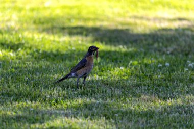 Amerikan bülbülü (Turdus migratorius) parkta yiyecek arar. Amerikan bülbülü Kuzey Amerika 'nın en bol bulunan kuşudur.