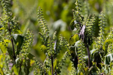 Tulasi (Ocimum tenuiflorum), genellikle Kutsal Fesleğen veya Tulsi olarak bilinir. Tulasi dini ve geleneksel tıp amaçları için ve aynı zamanda temel yağı için yetiştirilir.