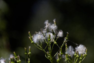 Erechtites hiyeraraciifolius (Pilewort, American Burnweed)