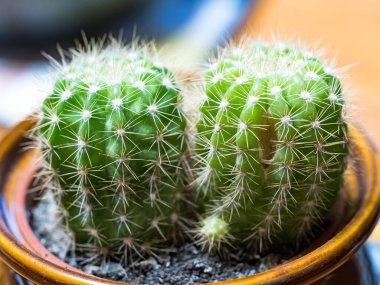 Kaktüs Opuntia leucotricha Bitki Dikenler Close Up.