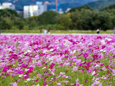 Doğada çiçek açan güzel kozmos çiçekleri.