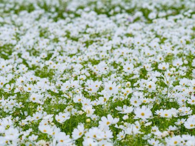 Çayırlarda yetişen papatya çiçekleri, beyaz papatya tarlaları..
