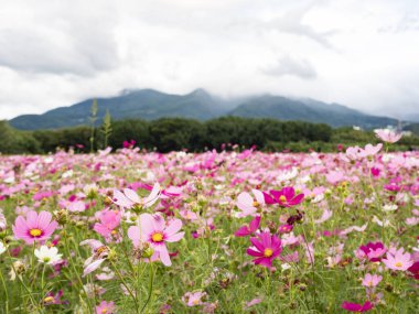 Doğada çiçek açan güzel kozmos çiçekleri.