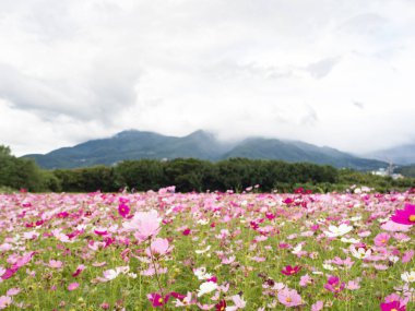 Doğada çiçek açan güzel kozmos çiçekleri.