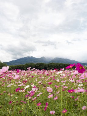 Doğada çiçek açan güzel kozmos çiçekleri.