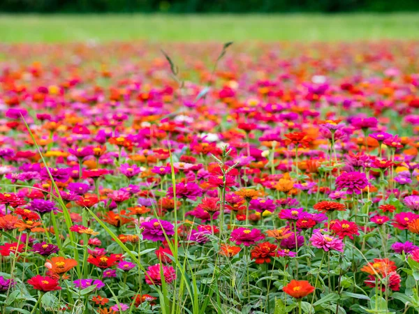 Schöne Kosmos Blumen Blühen Der Natur — Stockfoto