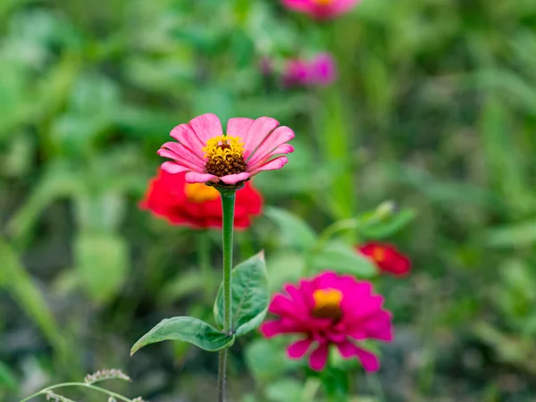 stock image Beautiful Cosmos flowers blooming in the nature