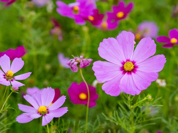 Hermosas Flores Cosmos Floreciendo Naturaleza — Foto de Stock