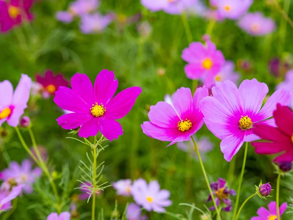 Природе Цветут Казачьи Цветы — стоковое фото