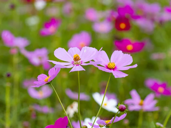 Krásné Kosmos Květiny Kvetoucí Přírodě — Stock fotografie