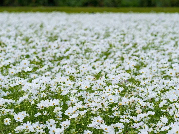 Wild Daisy Flowers Growing Meadow White Chamomiles Field — Stock Photo, Image