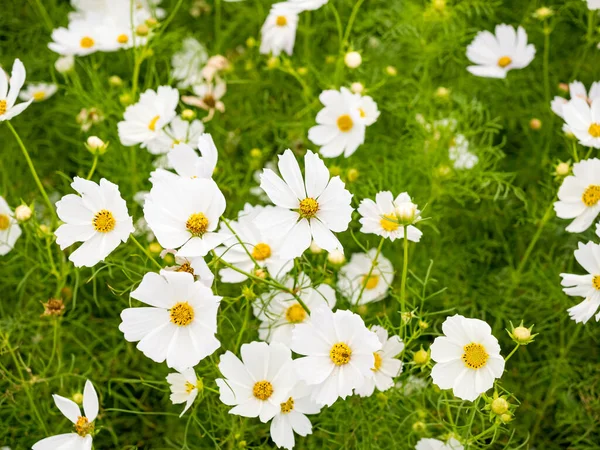 Dzikie Stokrotki Rosnące Łące Pole Białych Rumianków — Zdjęcie stockowe