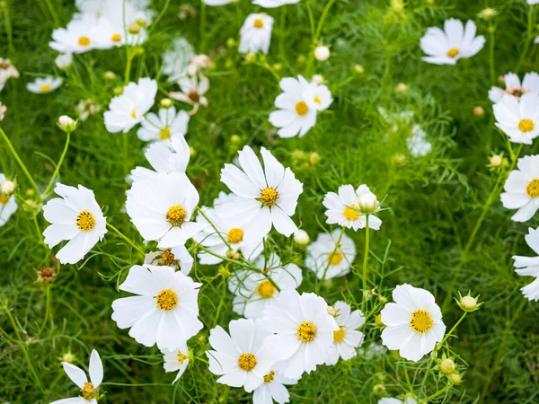 Wild Daisy Flowers Growing Meadow White Chamomiles Field — Stock Photo, Image