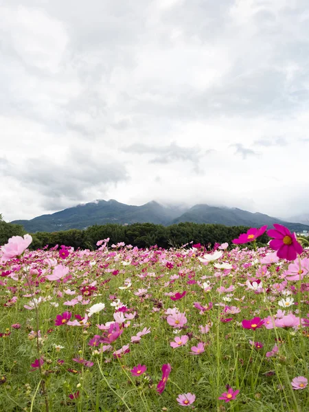 Piękne Kwiaty Cosmos Kwitnące Naturze — Zdjęcie stockowe