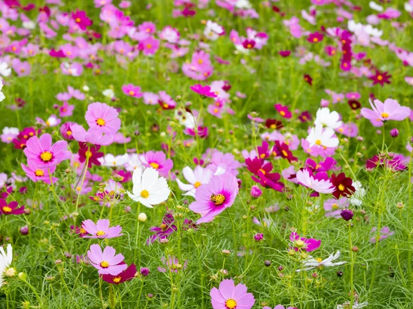 Belles Fleurs Cosmos Fleurissant Dans Nature — Photo