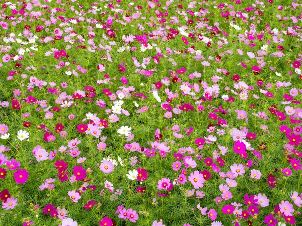 Schöne Kosmos Blumen Blühen Der Natur — Stockfoto