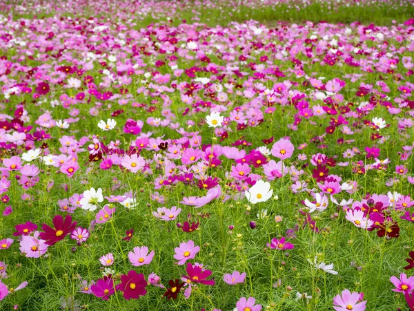 Красиві Квіти Космосу Цвітуть Природі — стокове фото
