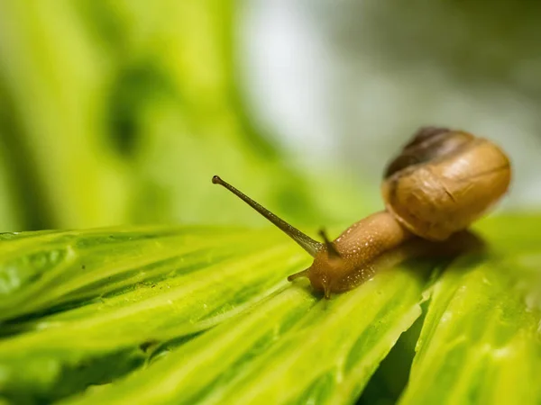 stock image Closeup macro shot of snail crawling on green leaf. Green background