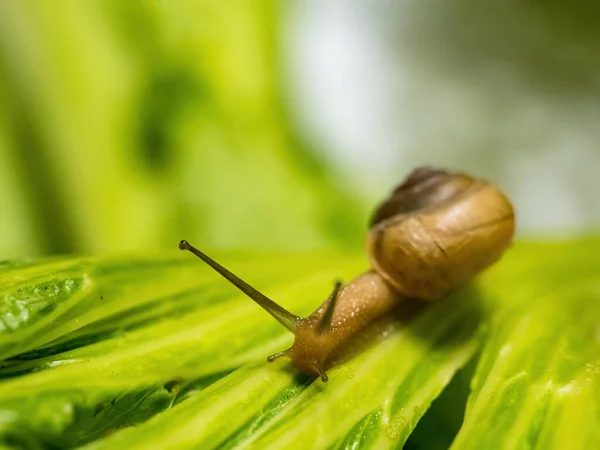 stock image Closeup macro shot of snail crawling on green leaf. Green background