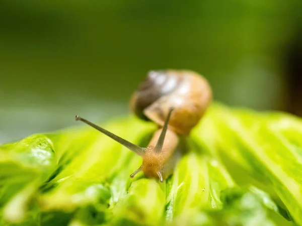 Closeup Macro Shot Snail Crawling Green Leaf Green Background — Stock Photo, Image