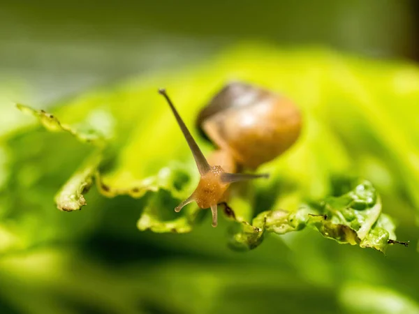 Closeup Macro Shot Snail Crawling Green Leaf Green Background — Stock Photo, Image