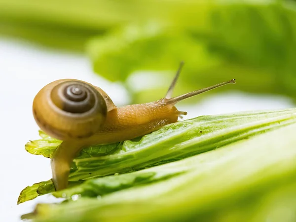 在绿叶上爬行的蜗牛的闭合宏观镜头 绿色背景 — 图库照片