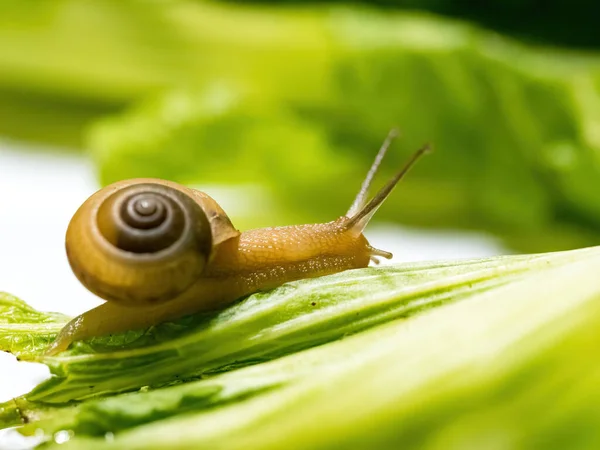 在绿叶上爬行的蜗牛的闭合宏观镜头 绿色背景 — 图库照片