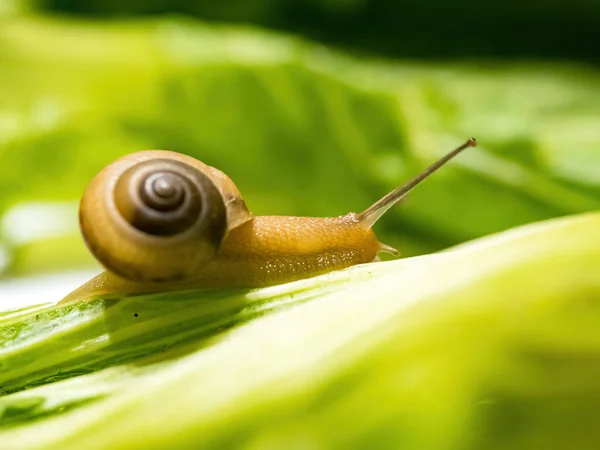 stock image Closeup macro shot of snail crawling on green leaf. Green background