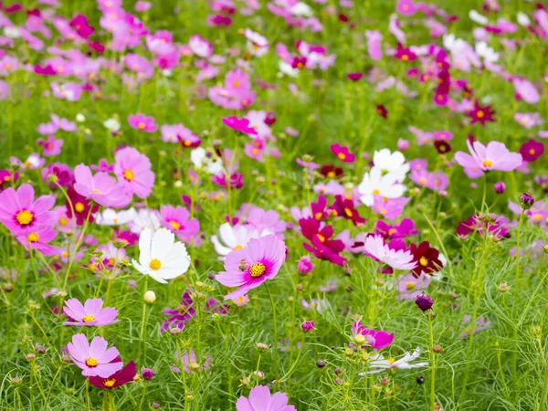Beautiful Cosmos Flowers Blooming Nature — Stock Photo, Image