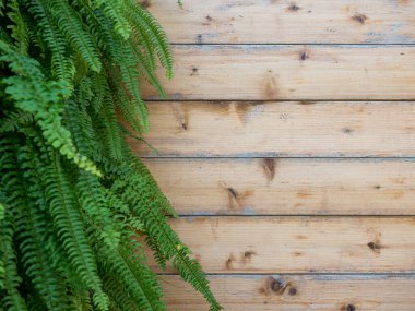 Ahşap kırsal beyaz arka planda dallar ve yapraklar.